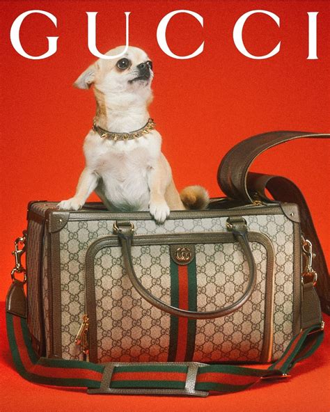 brand gucci pup|gucci dog collection.